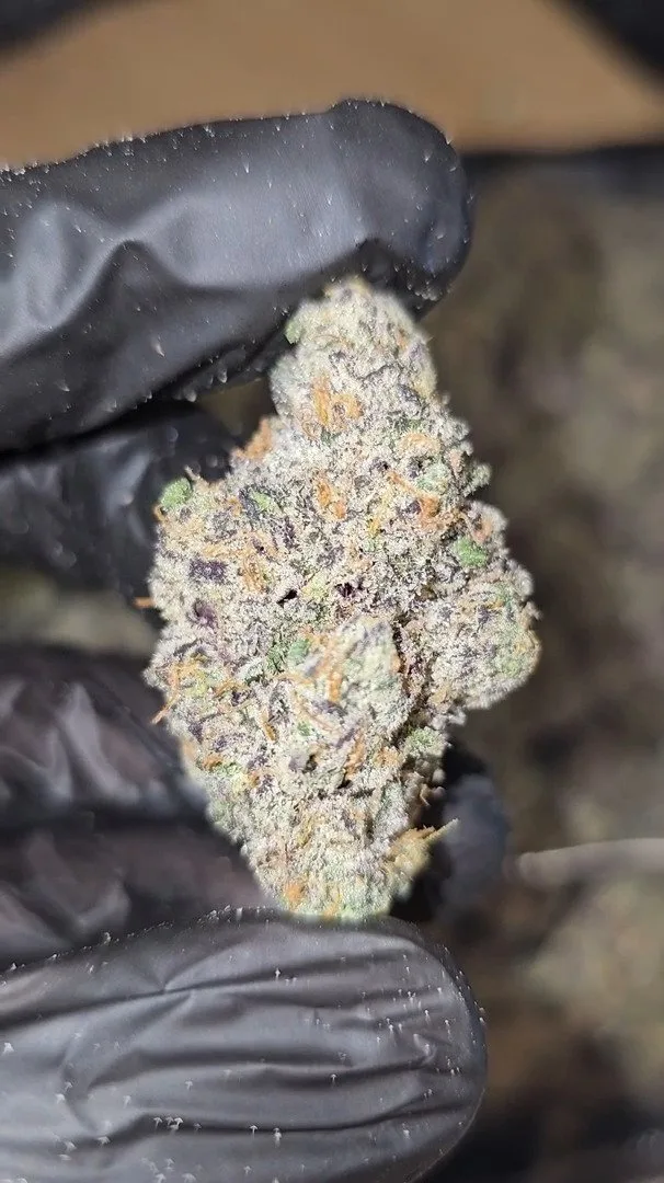 Apple   Gas  x   Unicorn   Poop   |   First   Cut   Exotics