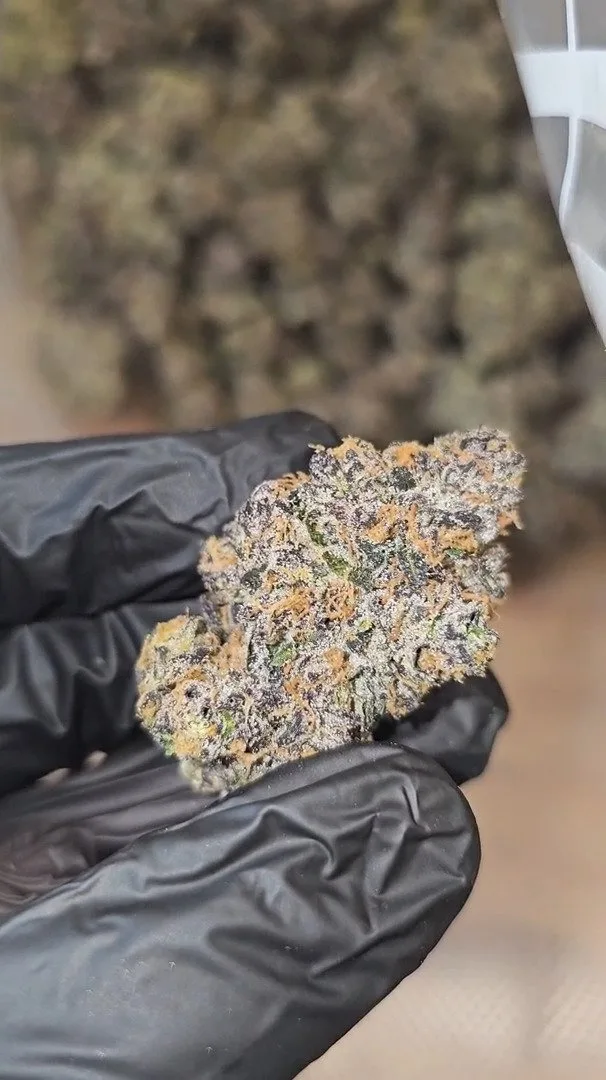 Beleafla’  Sherb – (Sunset   Sherbet   x   Sour   Diesel)   Indoor – Exotics