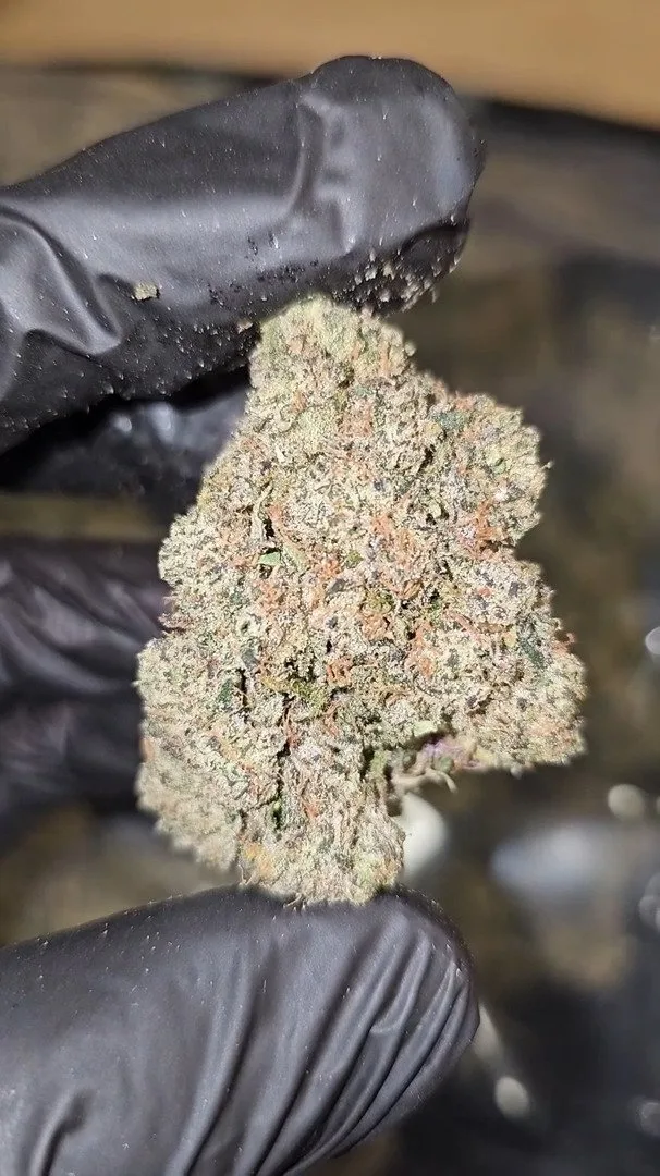 Blue   Toe   Jam   |   First   Cut   Exotics