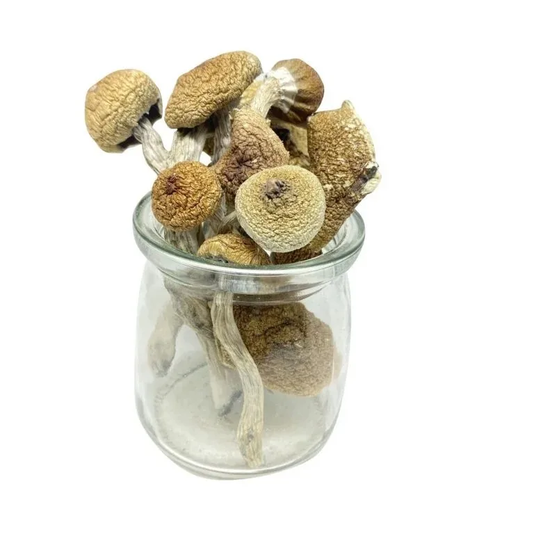 Burmese Magic Mushrooms – Mungus