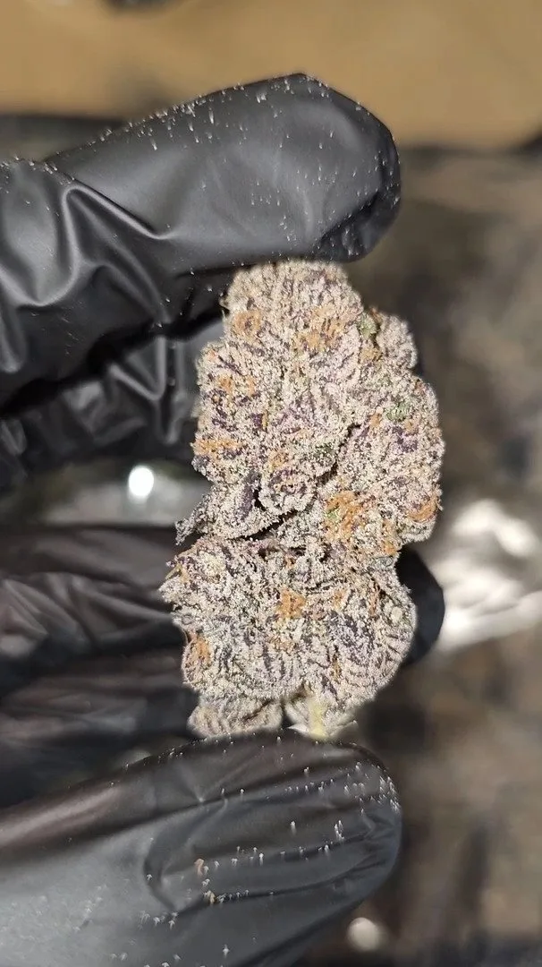 DOUBLE CHOCOLATE | FIRST CUT EXOTICS