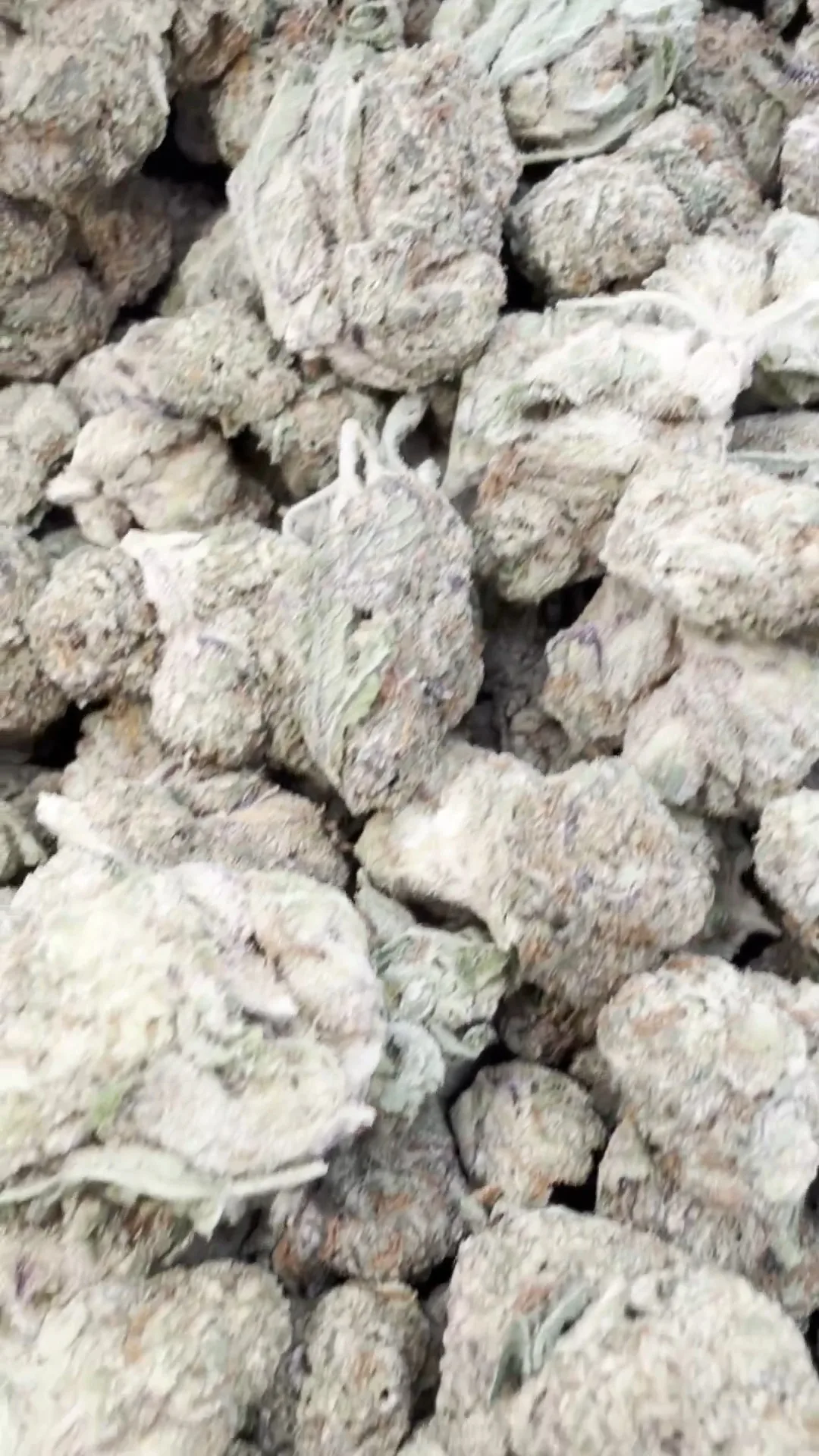 Facetz Mediums – Indica – Wholesale Mediums