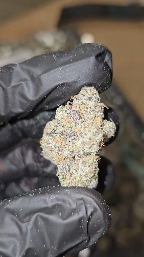 GARY PAYTON – FIRST CUT FLOWER