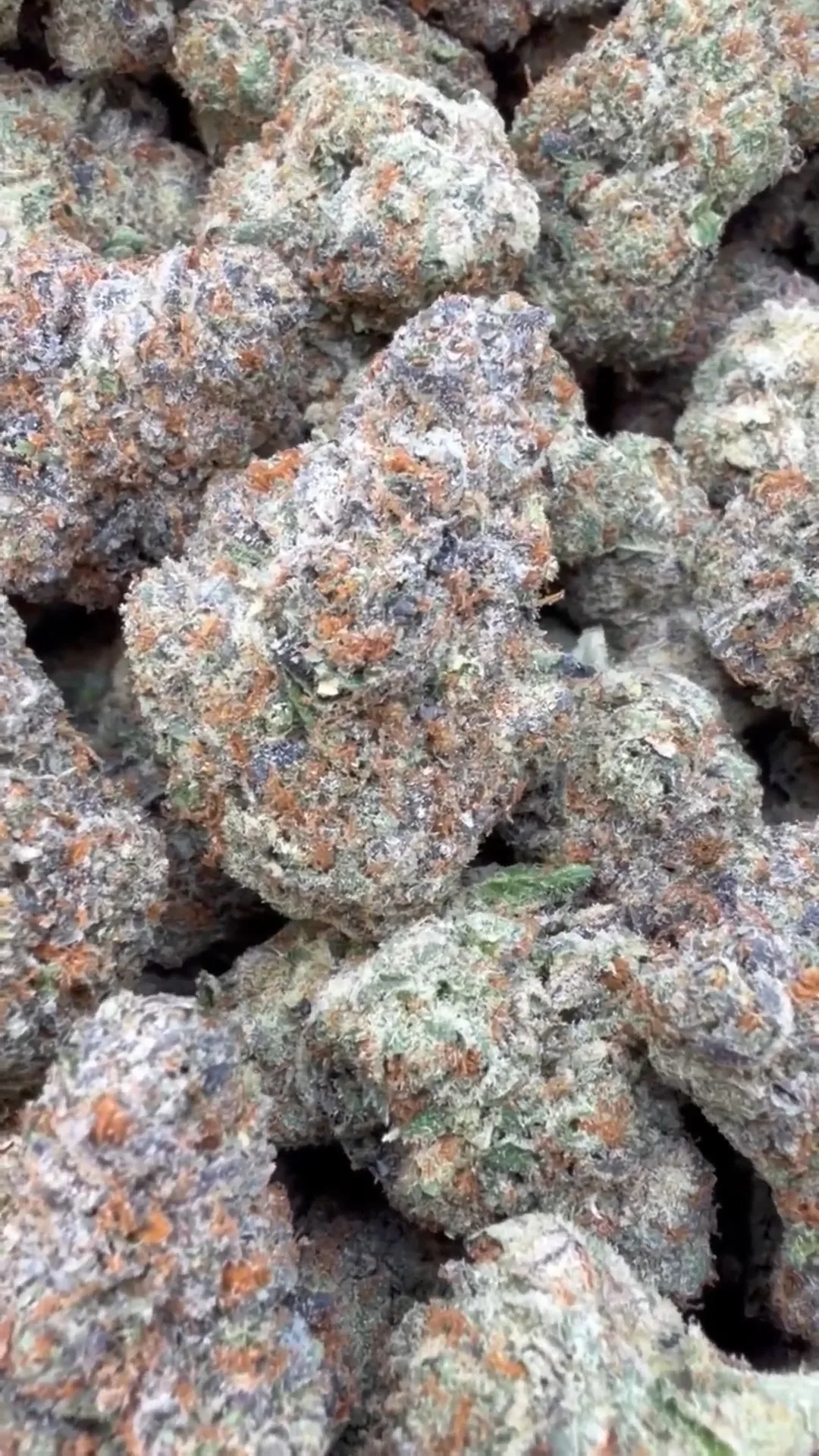 Gelonade Indoor – Sativa – Wholesale