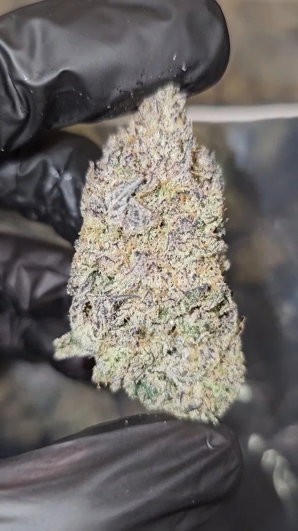 Grape   Blunicorn   |   First   Cut   Exotics
