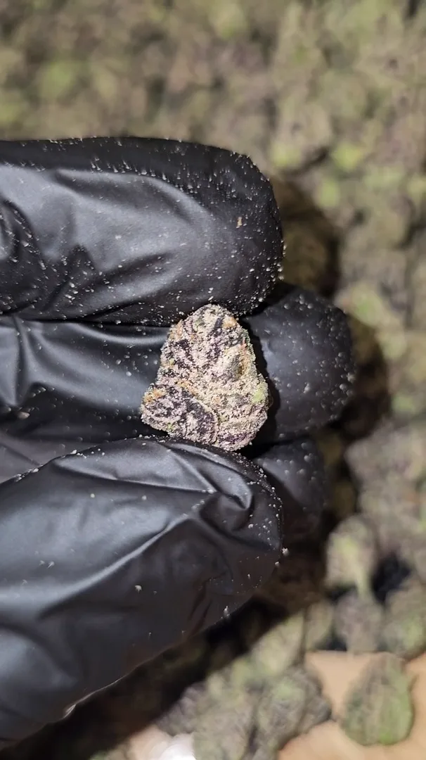 Grape   CureLato   –   First   Cut   Exotics   –  Medium   Buds