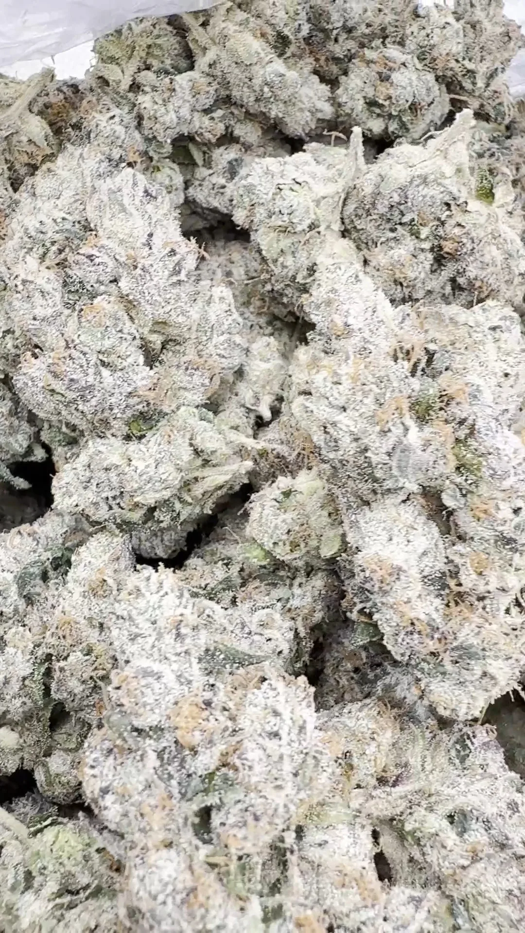 Indoor Exotic Black Magic – Indica – Wholesale