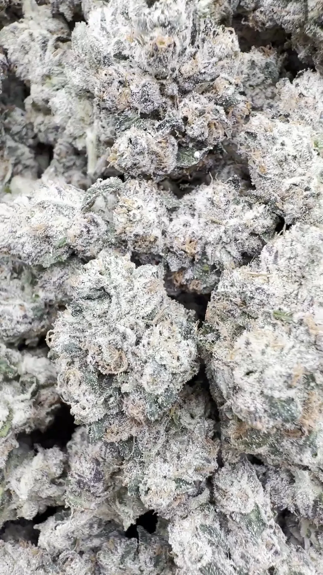 Indoor Exotic Dark Matter – Hybrid – Wholesale