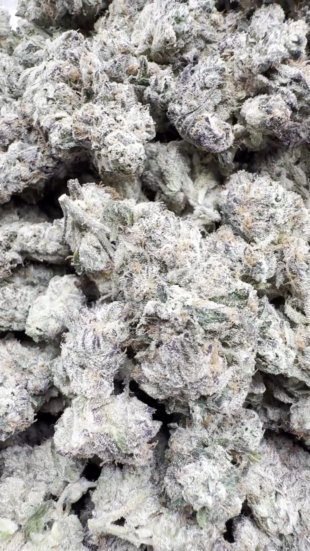 Indoor Exotic Don Murfos LCG – Hybrid – Wholesale