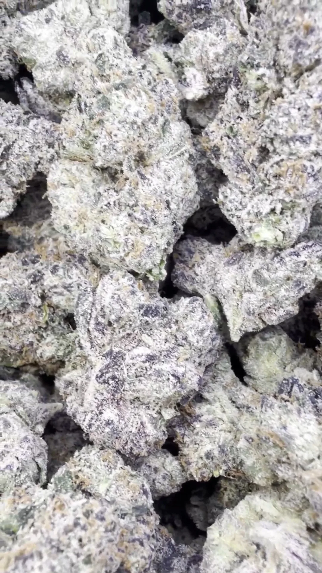 Indoor Exotic White Zkittlez – Hybrid – Wholesale