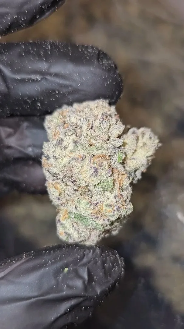 LANUGS JUNKY –  (Cap   Junky)  –  First   Cut   Exotics