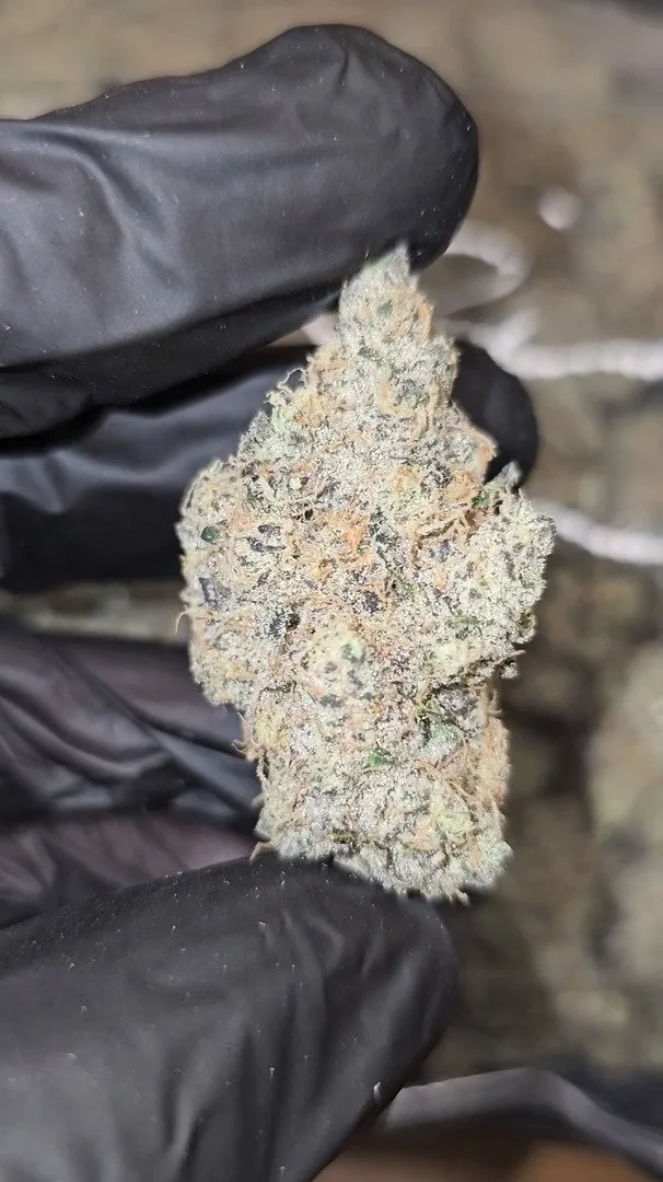 LEMON CHERRY MILK  –  FIRST CUT EXOTICS