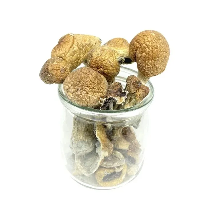 Mazatapec Magic Mushroom – Mungus