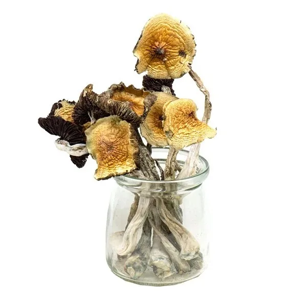 Mungus – Golden Emperor Magic Mushrooms