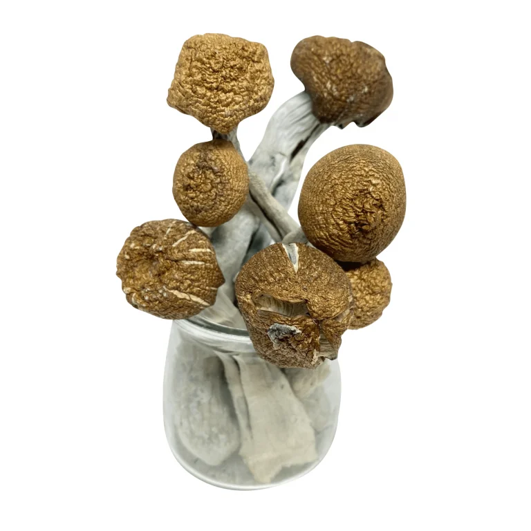 Mungus – Jedi Mind Fuck Magic Mushrooms