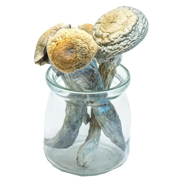 Mungus – Penis Envy Uncut Magic Mushrooms (VERY POTENT)