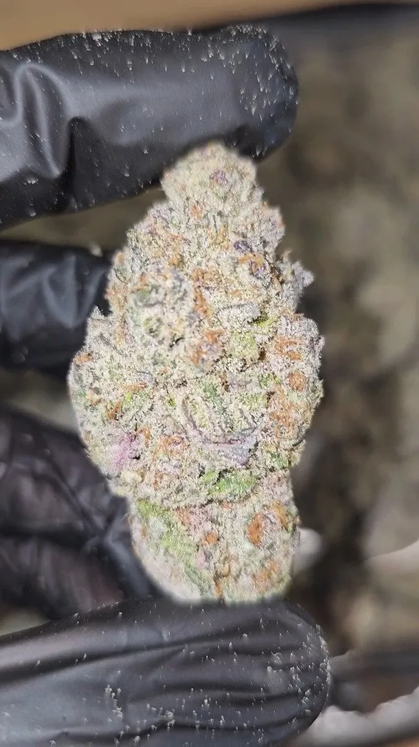 SUBZERO   |   FIRST CUT EXOTICS