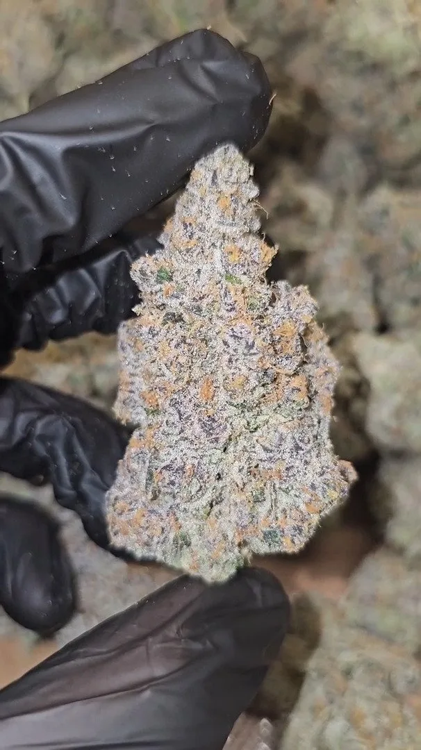 Super   Boof   |   First   Cut   Exclusive