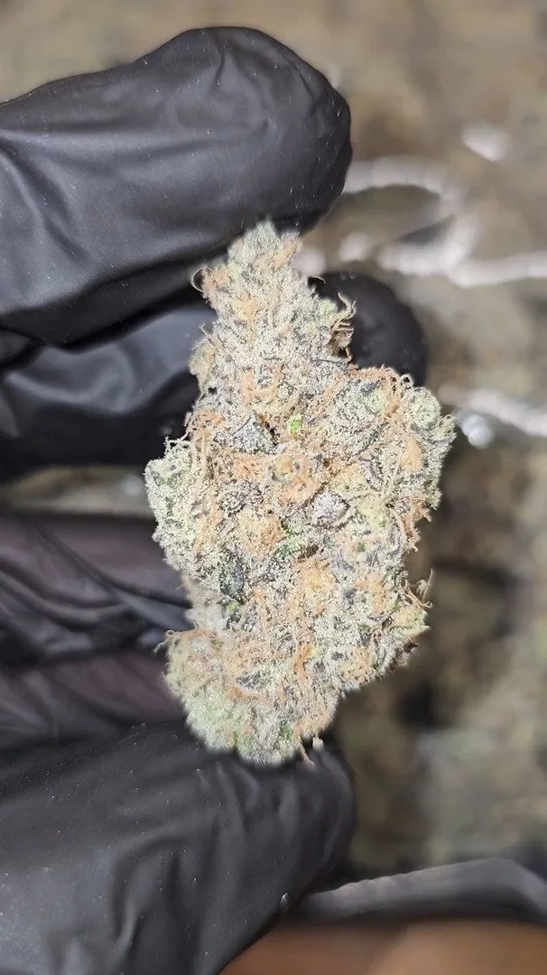 Yellow Zushi – Indoor – Exotics